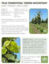 Attēlu rezultāti vaicājumam “Tilia tomentosa fruit”