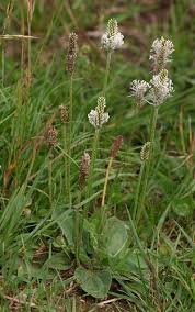 Attēlu rezultāti vaicājumam “Plantago media bud”