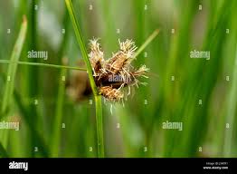 Attēlu rezultāti vaicājumam “Bolboschoenus maritimus”