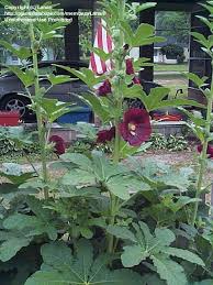 Attēlu rezultāti vaicājumam “Alcea rosea leaf”