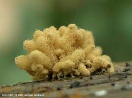 Attēlu rezultāti vaicājumam “Heterotrichia obvelata (syn. Arcyria obvelata) spores”