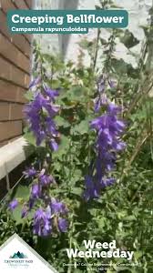 Image result for Campanula rapunculoides