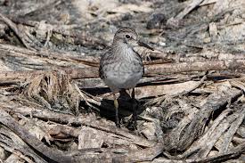 Image result for Calidris subminuta