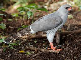 Image result for Goshawks G C