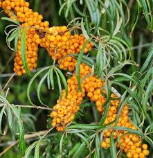Attēlu rezultāti vaicājumam “Hippophae rhamnoides leaf”