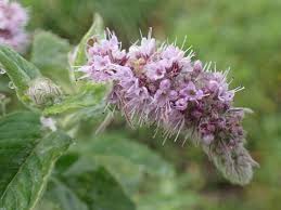 Attēlu rezultāti vaicājumam “Mentha longifolia”