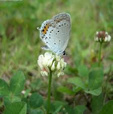 Attēlu rezultāti vaicājumam “Everes argiades”