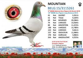 Image result for Abbeyton & Broomfield Racing Pigeons