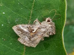 Attēlu rezultāti vaicājumam “Autographa gamma”