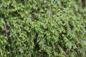 Attēlu rezultāti vaicājumam “Anomodon longifolius”