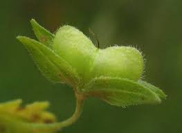 Attēlu rezultāti vaicājumam “Veronica persica fruit”