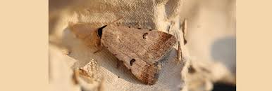 Attēlu rezultāti vaicājumam “Lygephila viciae”