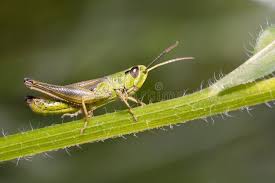 Attēlu rezultāti vaicājumam “Chrysochraon dispar”