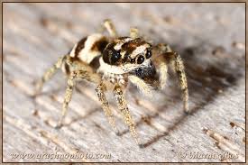 Attēlu rezultāti vaicājumam “Salticus scenicus”