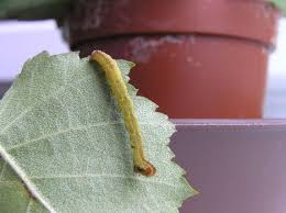 Attēlu rezultāti vaicājumam “Cyclophora albipunctata”