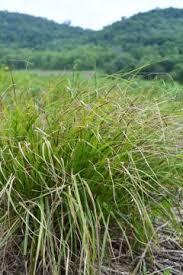 Attēlu rezultāti vaicājumam “Carex scandinavica”