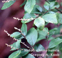 Attēlu rezultāti vaicājumam “Hygroamblystegium humile”