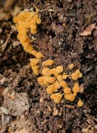 Attēlu rezultāti vaicājumam “Hemitrichia sp.”