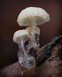 Attēlu rezultāti vaicājumam “Didymium minus”