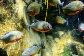 Image result for Prestatyn Piranhas