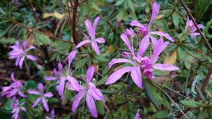 Attēlu rezultāti vaicājumam “Rhododendron canadense”