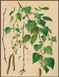 Attēlu rezultāti vaicājumam “Betula papyrifera leaf”