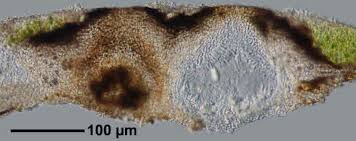 Attēlu rezultāti vaicājumam “Verrucaria hydrela”
