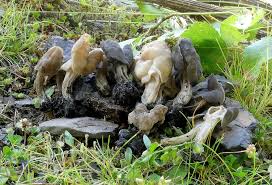 Attēlu rezultāti vaicājumam “Helvella atra”