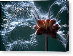 Attēlu rezultāti vaicājumam “Clematis fruit”