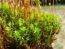 Attēlu rezultāti vaicājumam “Bryum pseudotriquetrum”