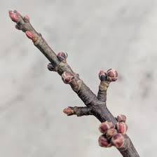 Attēlu rezultāti vaicājumam “Acer saccharinum bud”