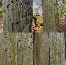 Attēlu rezultāti vaicājumam “Hylecoetus dermestoides female”