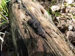 Attēlu rezultāti vaicājumam “Hypoxylon multiforme”