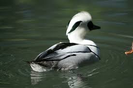 Attēlu rezultāti vaicājumam “Mergus albellus”