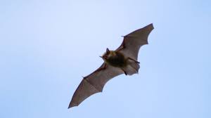 Attēlu rezultāti vaicājumam “Myotis daubentonii”