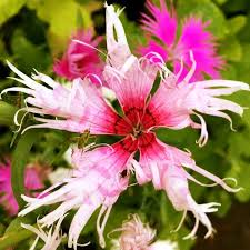 Image result for Dianthus superbus