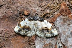 Attēlu rezultāti vaicājumam “Ligdia adustata”