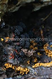 Attēlu rezultāti vaicājumam “Metatrichia vesparia”