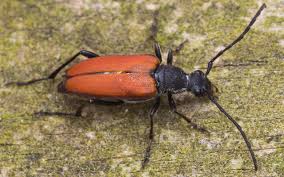 Attēlu rezultāti vaicājumam “Anastrangalia sanguinolenta female”