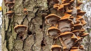 Attēlu rezultāti vaicājumam “Inonotus rheades”