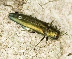 Attēlu rezultāti vaicājumam “Adomerus biguttatus”