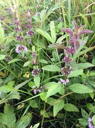 Attēlu rezultāti vaicājumam “Mentha x verticillata leaf”