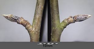 Attēlu rezultāti vaicājumam “Sorbus aucuparia bud”