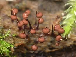 Attēlu rezultāti vaicājumam “Cribraria cancellata”