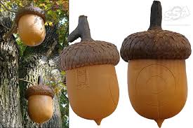 Image result for Acorn Archers