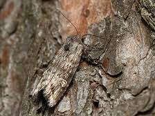 Attēlu rezultāti vaicājumam “Lithomoia solidaginis”