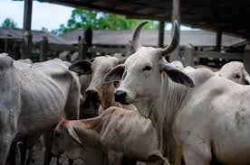 Image result for ganado bovino