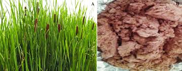 Attēlu rezultāti vaicājumam “Typha latifolia fruit”