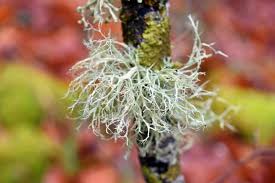 Attēlu rezultāti vaicājumam “Ramalina farinacea”