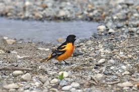 Image result for Icterus galbula